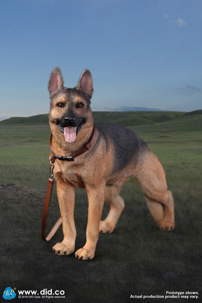 DID】AS003 German Shepherd 1/6スケール 犬 ジャーマンシェパード