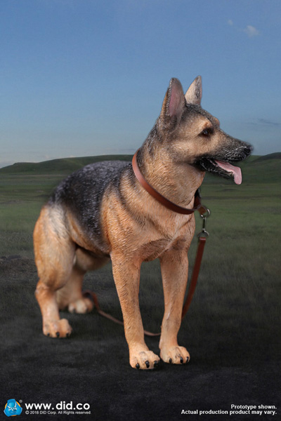 【DID】AS003 German Shepherd 1/6スケール 犬 ジャーマンシェパード