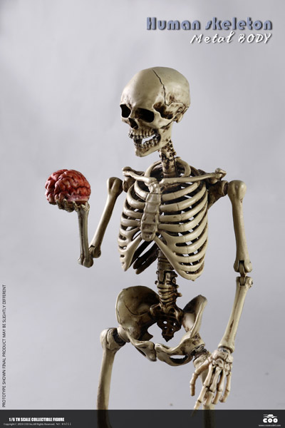 【COO】BS011 1/6 THE HUMAN SKELETON (DIECAST ALLOY) 1/6スケール 金属骨格 メタルボディ 骸骨 スケルトン フィギュア