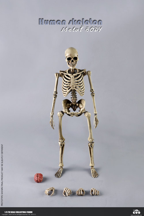 【COO】BS011 1/6 THE HUMAN SKELETON (DIECAST ALLOY) 1/6スケール 金属骨格 メタルボディ 骸骨 スケルトン フィギュア