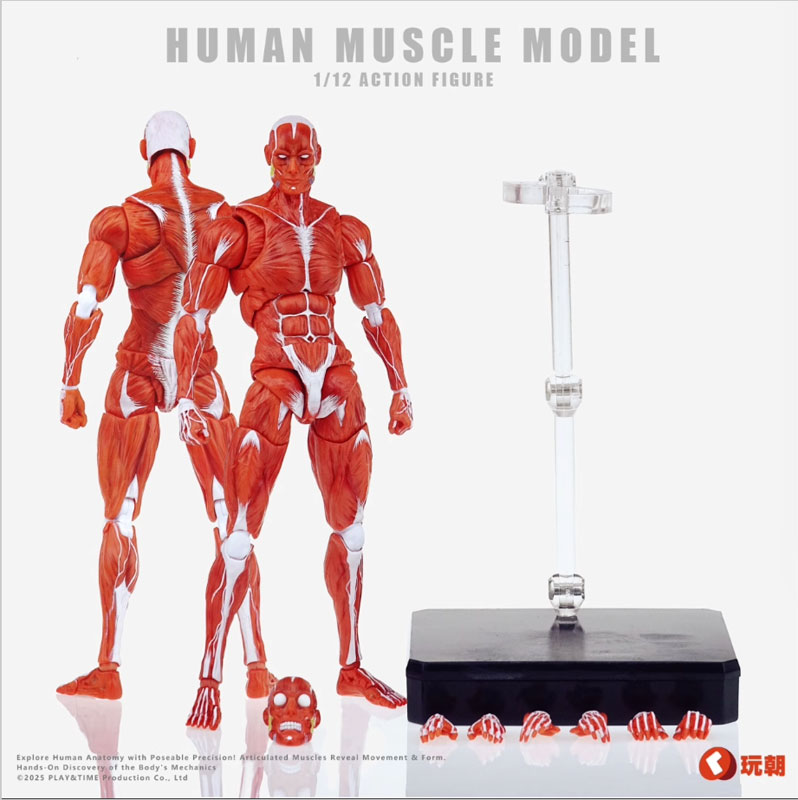 【玩朝】HUMAN BODY Super Movable Muscle Man 超可動 肌肉人 筋肉人体 フィギュアボディ